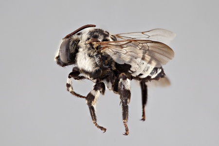 [Xeromelecta californica male (lateral/side view) thumbnail]